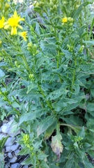 Solidago virgaurea taurica