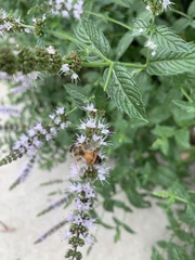 Apis mellifera