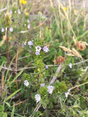 Euphrasia stricta