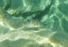 Torquigener flavimaculosus