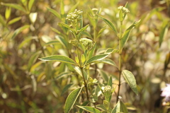 Chromolaena leivensis