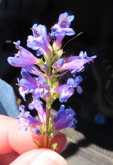 Penstemon euglaucus