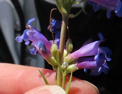Penstemon euglaucus
