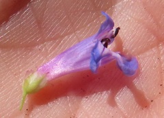Penstemon euglaucus