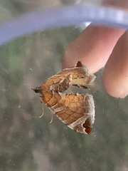 Eulithis molliculata