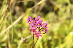 Epidendrum arachnoglossum