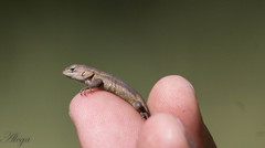 Sceloporus subniger