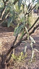 Prosopis chilensis