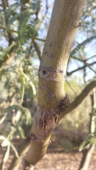 Prosopis chilensis