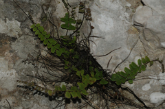 Asplenium trichomanes trichomanes