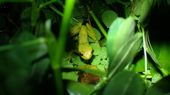 Dendropsophus carnifex