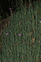 Dianthus gratianopolitanus