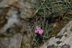 Dianthus gratianopolitanus