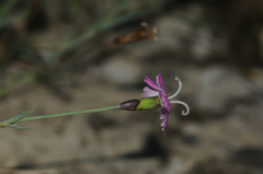 Dianthus gratianopolitanus
