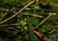 Cordulegaster erronea