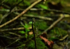 Cordulegaster erronea