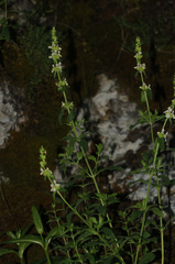 Stachys recta recta
