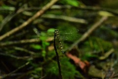 Cordulegaster erronea