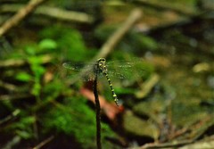 Cordulegaster erronea