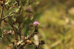 Lepidaploa karstenii