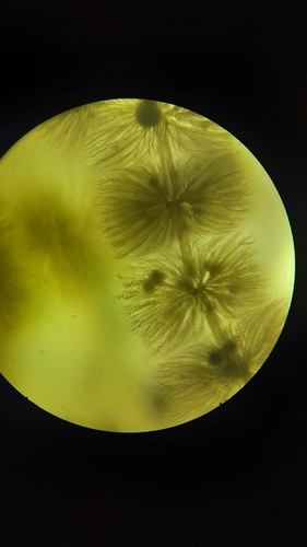 Batrachospermum gelatinosum