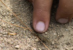 Sceloporus subniger
