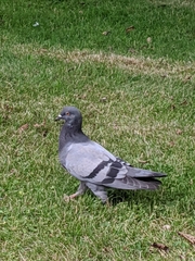 Columba livia domestica
