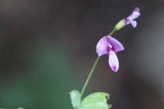 Lespedeza texana
