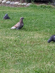Columba livia domestica