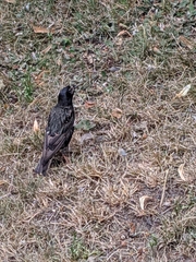 Sturnus vulgaris