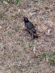 Sturnus vulgaris