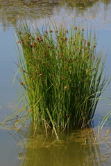 Juncus conglomeratus