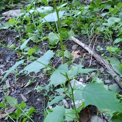 Chenopodiastrum hybridum