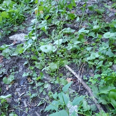 Chenopodiastrum hybridum