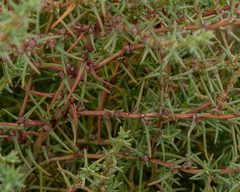 Salsola soda