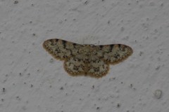 Idaea contiguaria