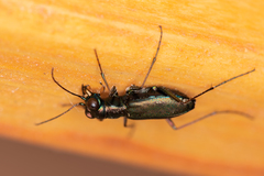 Cylindera germanica