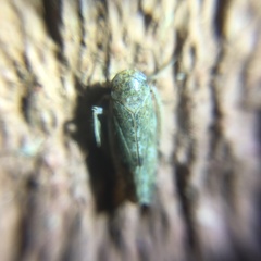 Allygidius atomarius