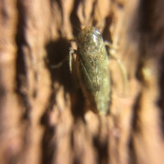 Allygidius atomarius