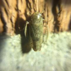 Allygidius atomarius