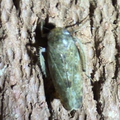 Allygidius atomarius