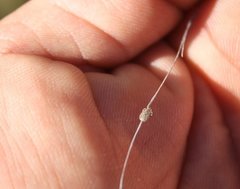 Dermacentor occidentalis