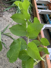 Magnoliopsida