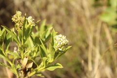 Verbesina centroboyacana