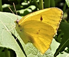 Aphrissa neleis