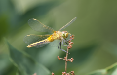 Sympetrum costiferum