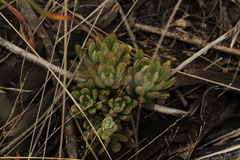 Echeveria bicolor