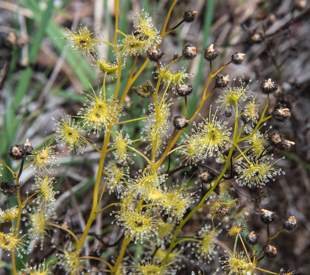 Drosera gunniana, Mendocino County, CA, USA