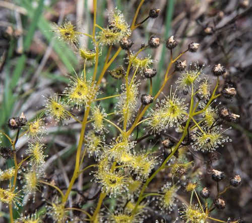 Drosera gunniana
