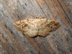 Homochlodes disconventa